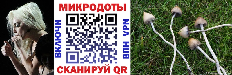 Псилоцибиновые грибы мицелий как найти Тайга
